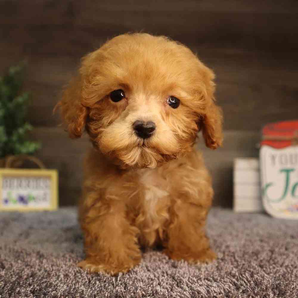 carousel pet images