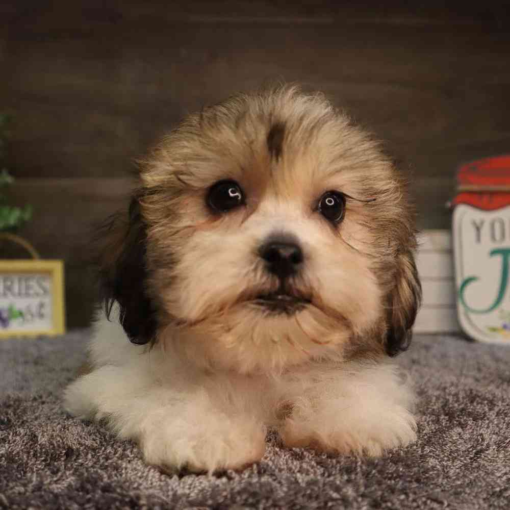 carousel pet images