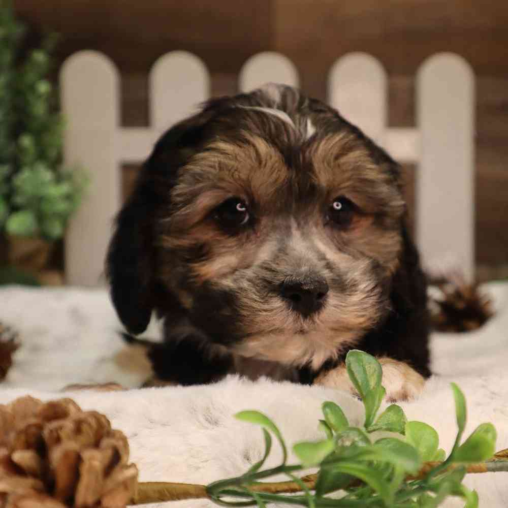 Female ShorkieChon Puppy for Sale in Blaine, MN