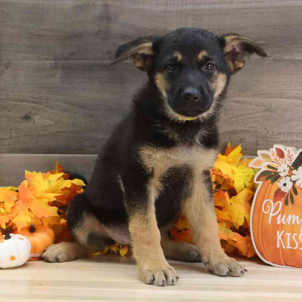 Female German Shepherd Puppy for sale