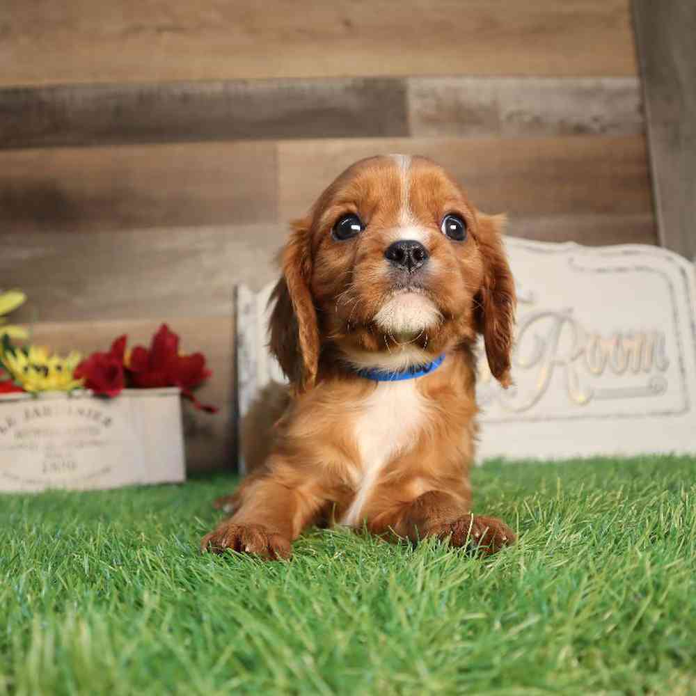 carousel pet images