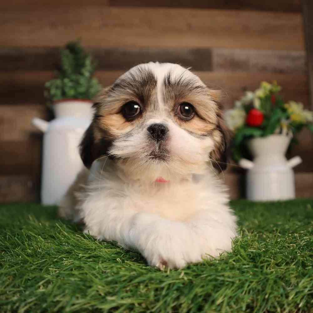 carousel pet images
