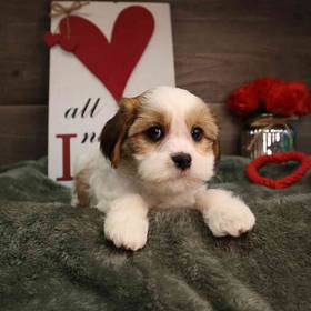 Cavapoo
