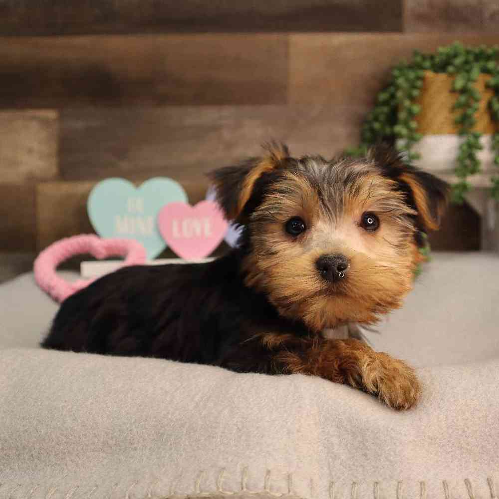 Male Yorkshire Terrier Puppy for Sale in Blaine, MN