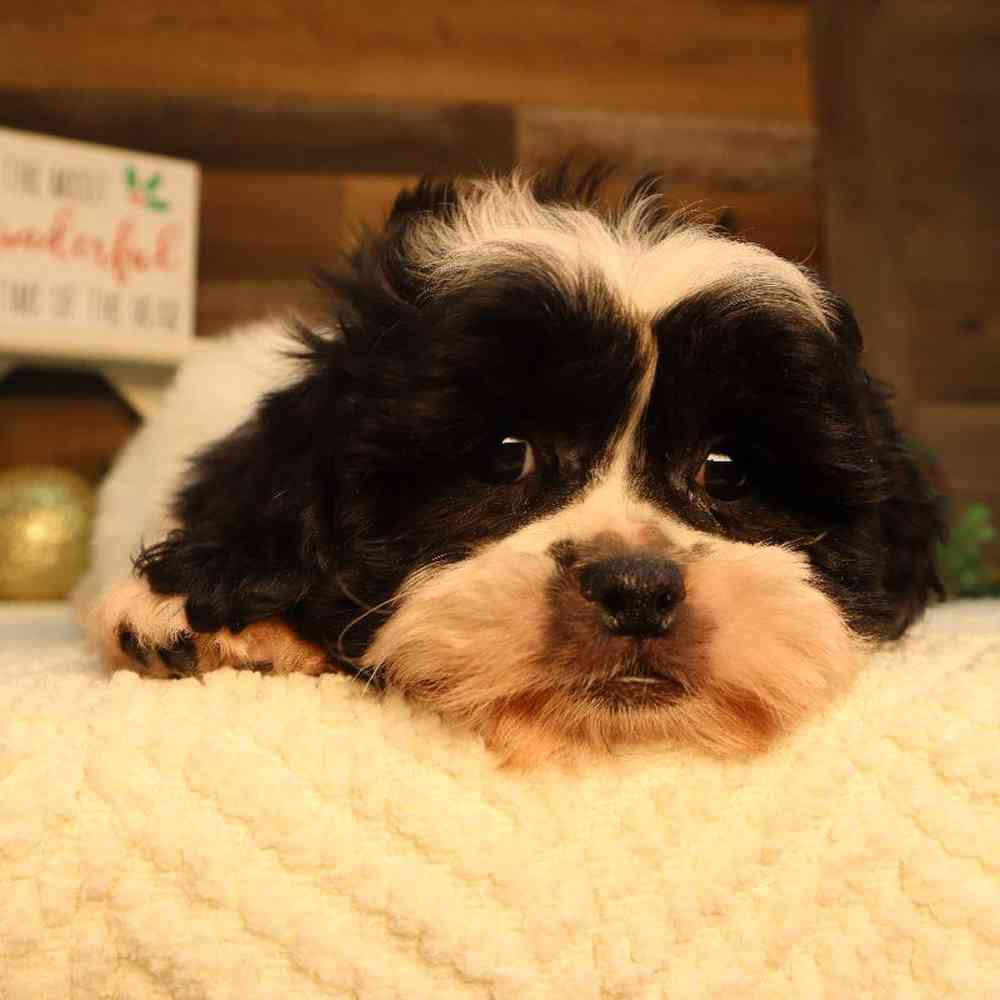 Pekechon Puppy for sale - Four Paws and a Tail