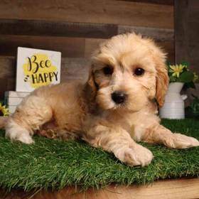 Cavapoo