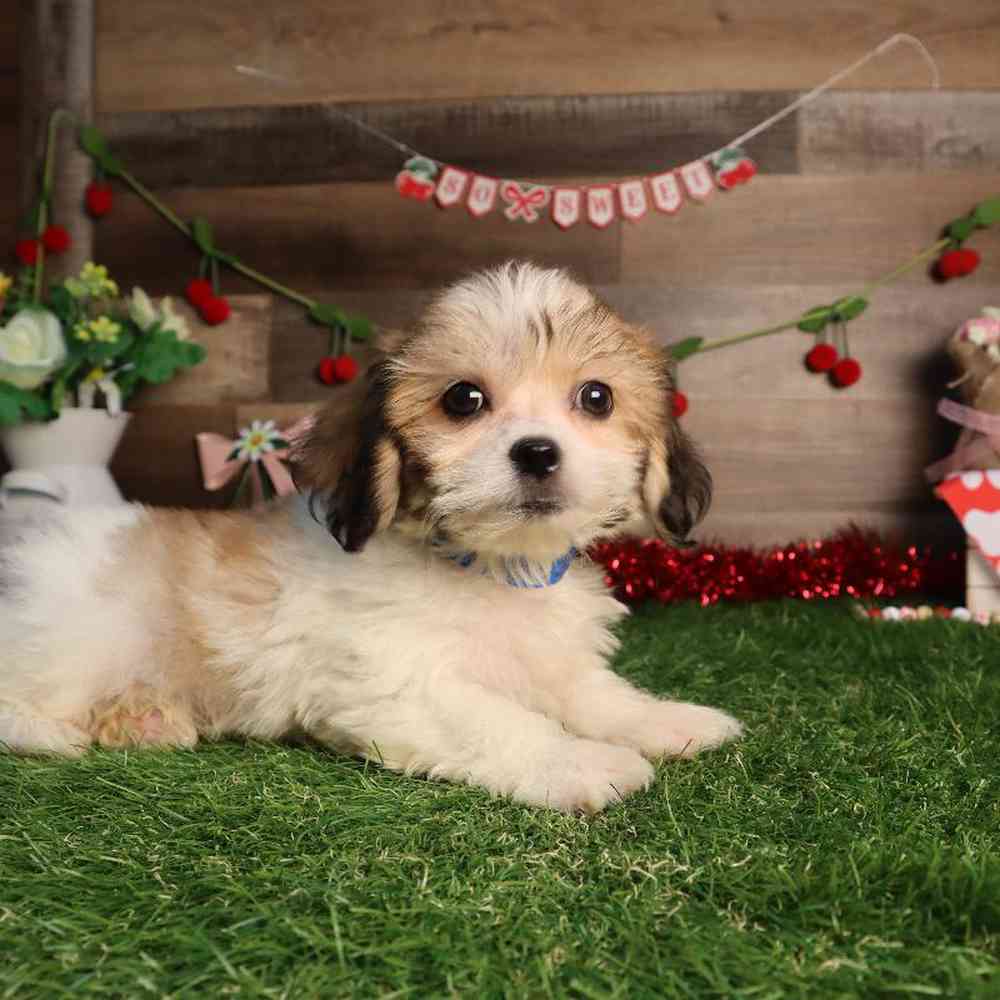Male Teddy Bear Puppy for Sale in Blaine, MN