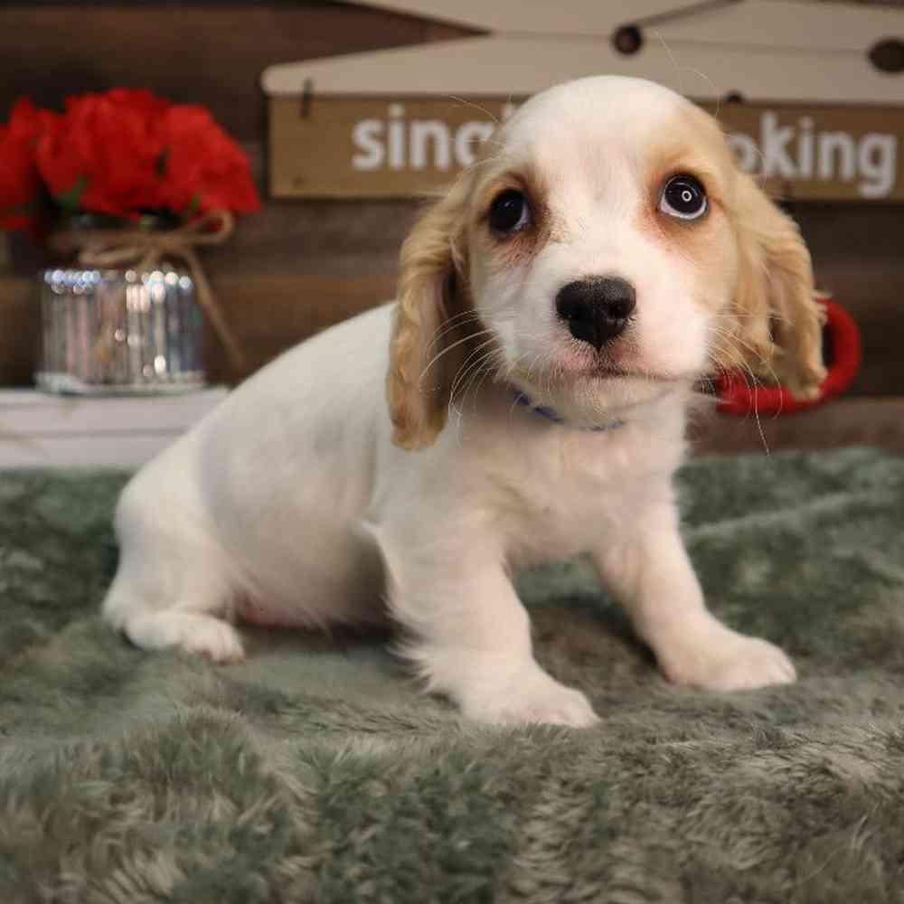 Male Cavachon Puppy for Sale in Blaine, MN