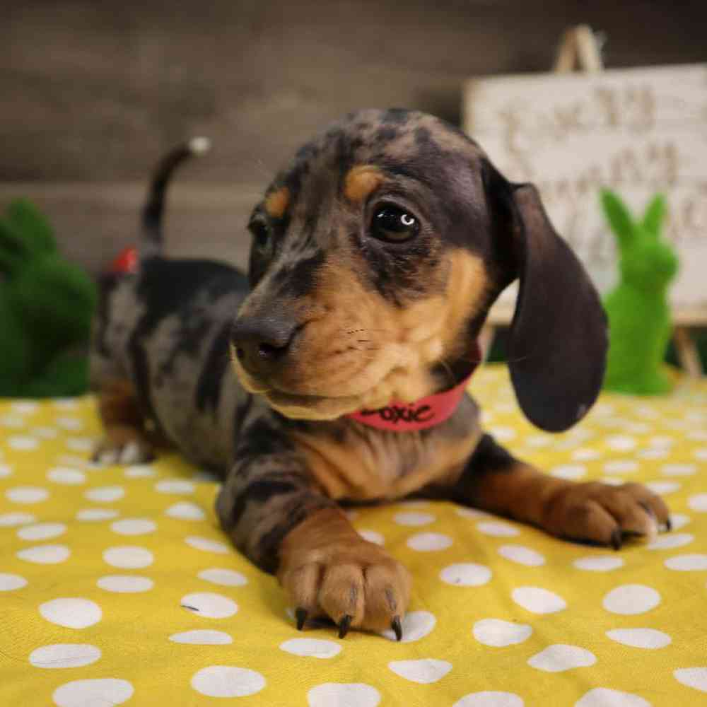 carousel pet images
