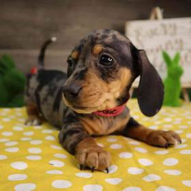 Dachshund