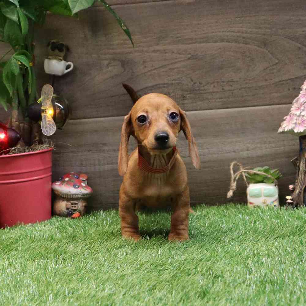 Female Dachshund Puppy for sale