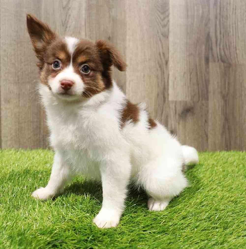 carousel pet images