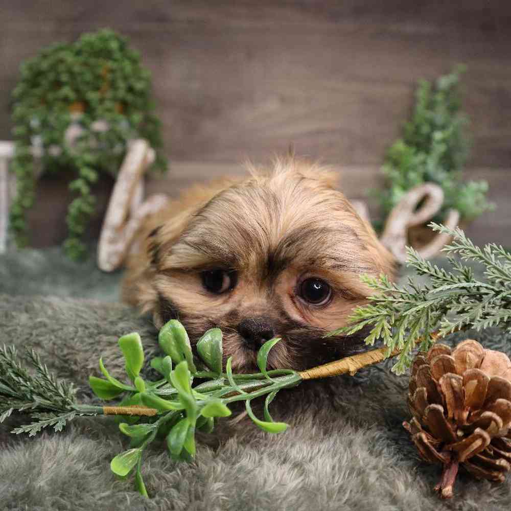 carousel pet images