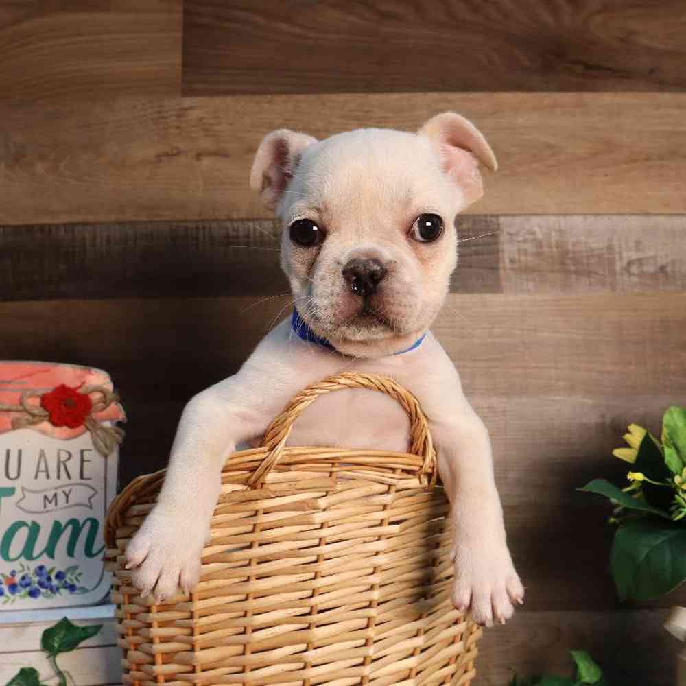 Male French Bulldog Puppy for Sale in Blaine, MN