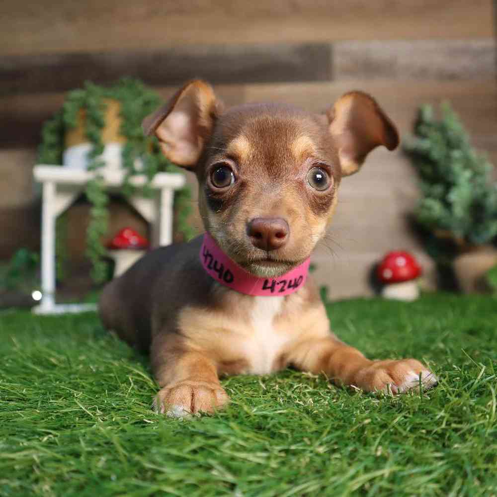 Female Chiweenie Puppy for Sale in Blaine, MN