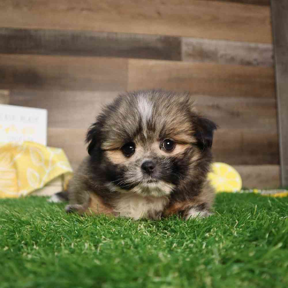 carousel pet images