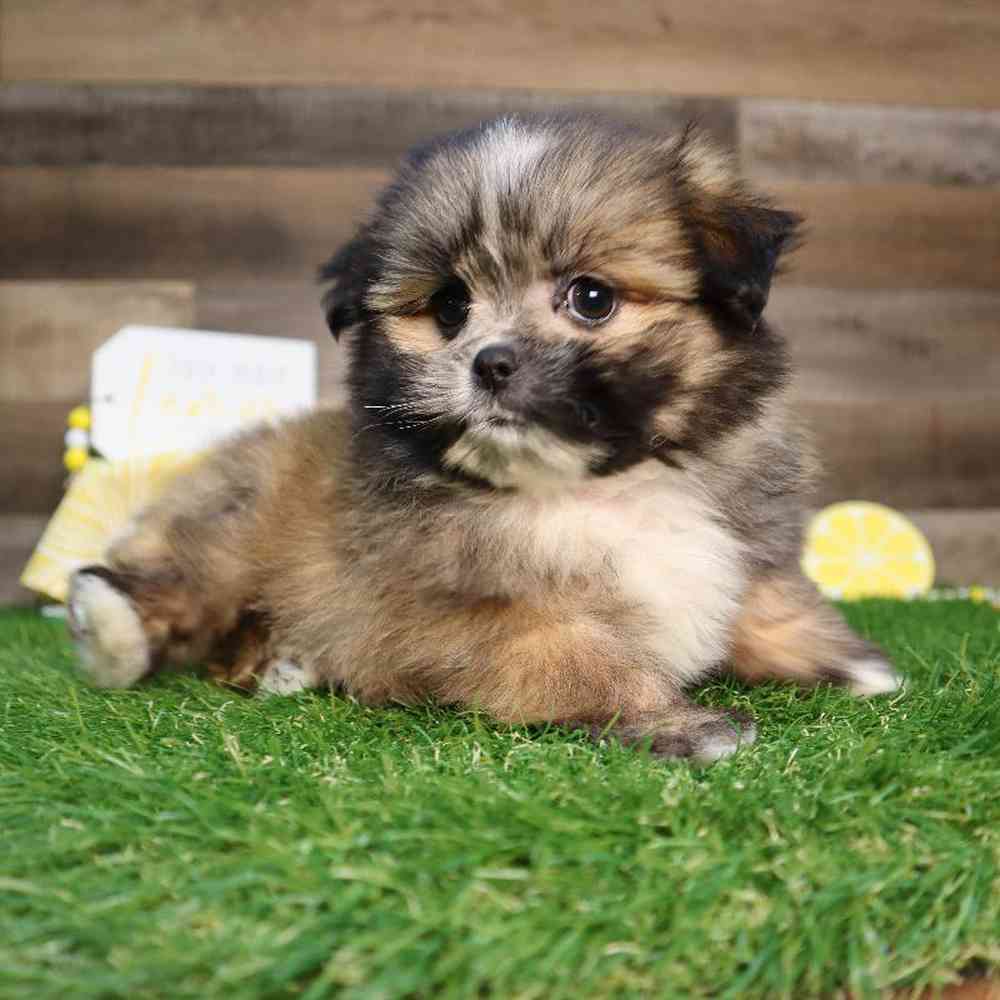 carousel pet images