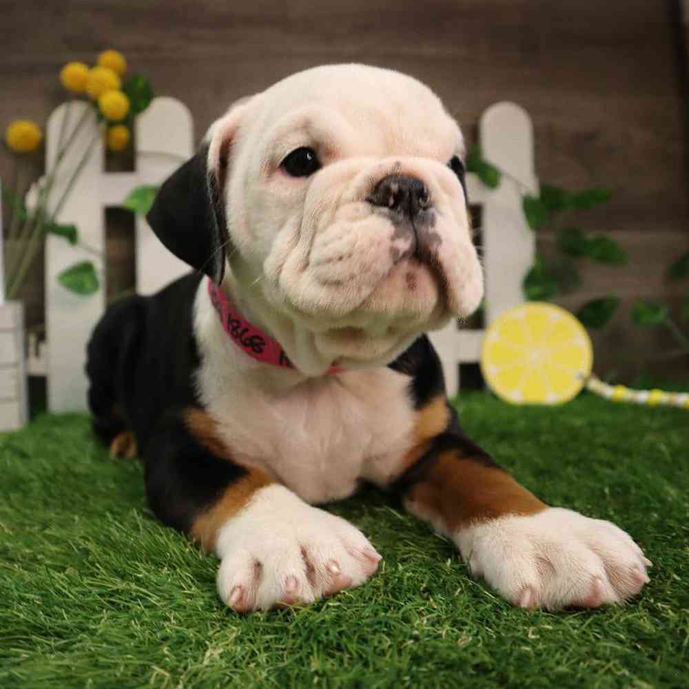 Female English Bulldog Puppy for Sale in Blaine, MN