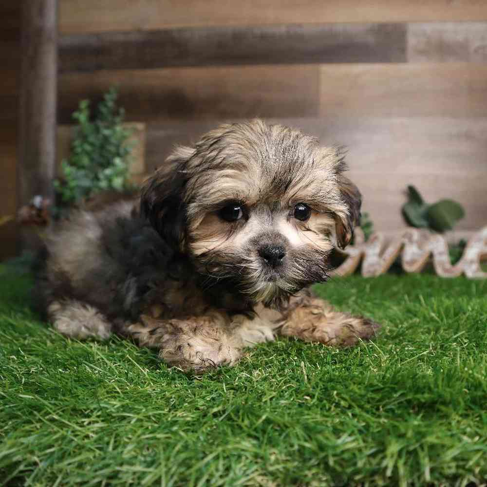 carousel pet images