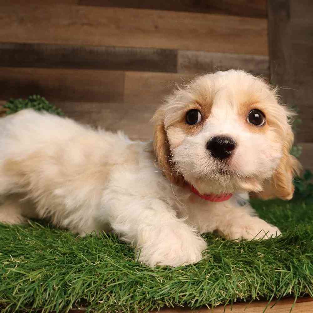 carousel pet images