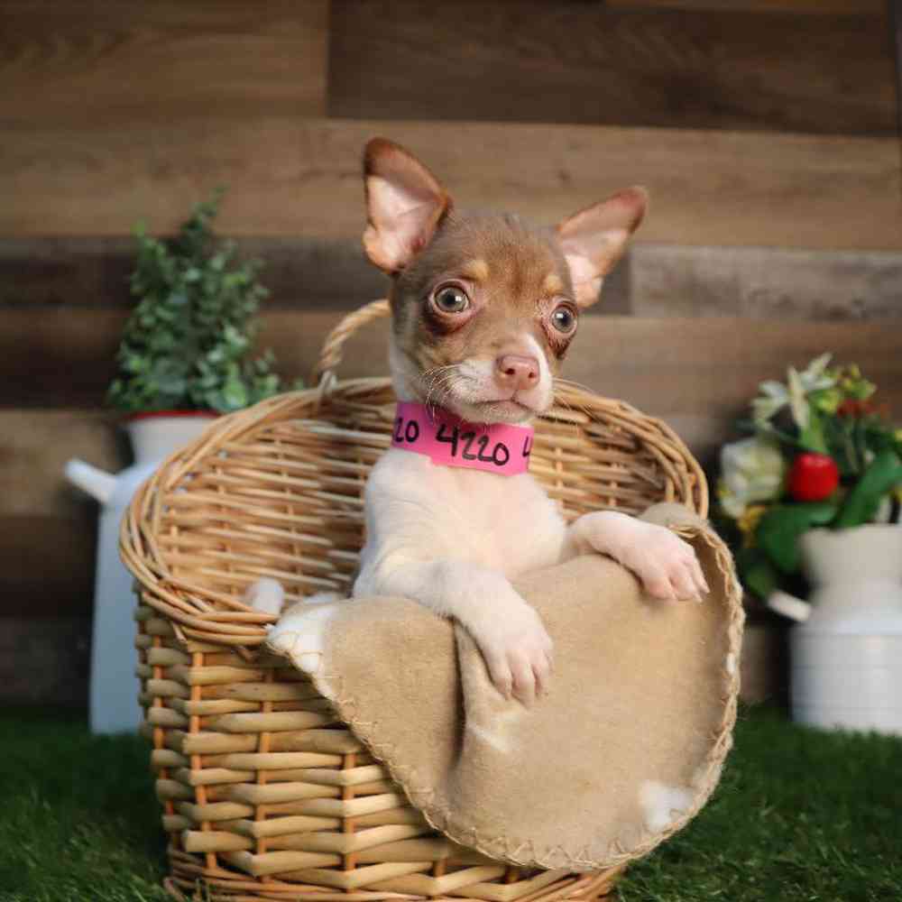 pet breed image