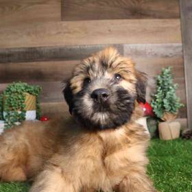 Soft Coated Wheaten Terrier