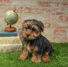 Yorkshire Terrier