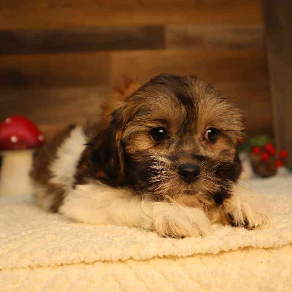 carousel pet images