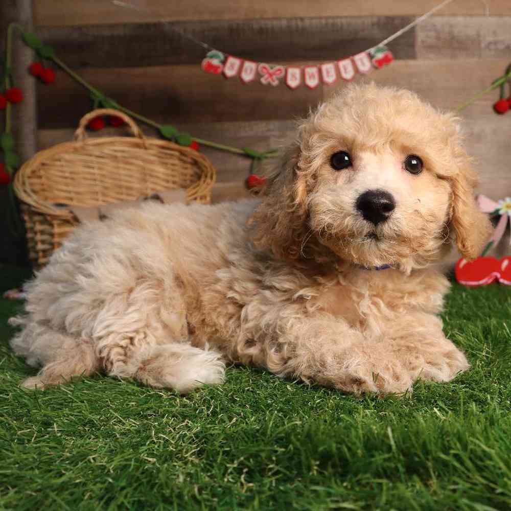 Male Bichon-Poo Puppy for Sale in Blaine, MN