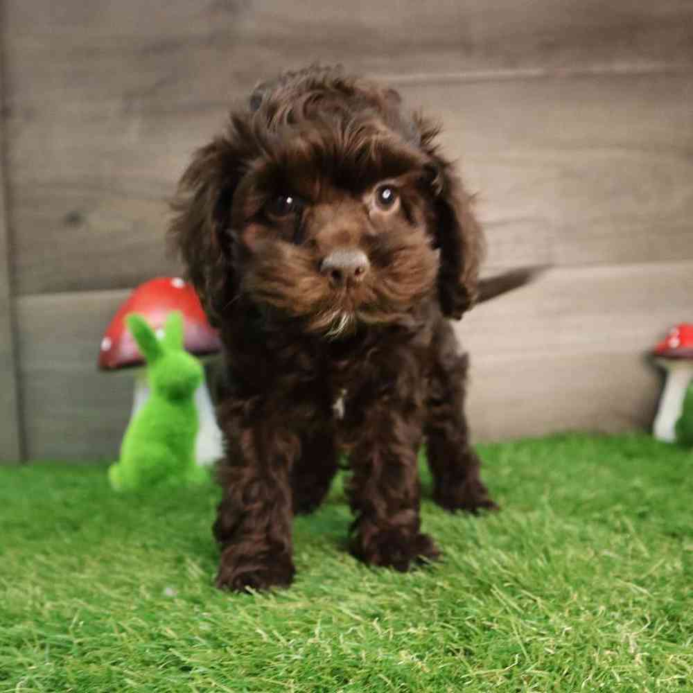 carousel pet images