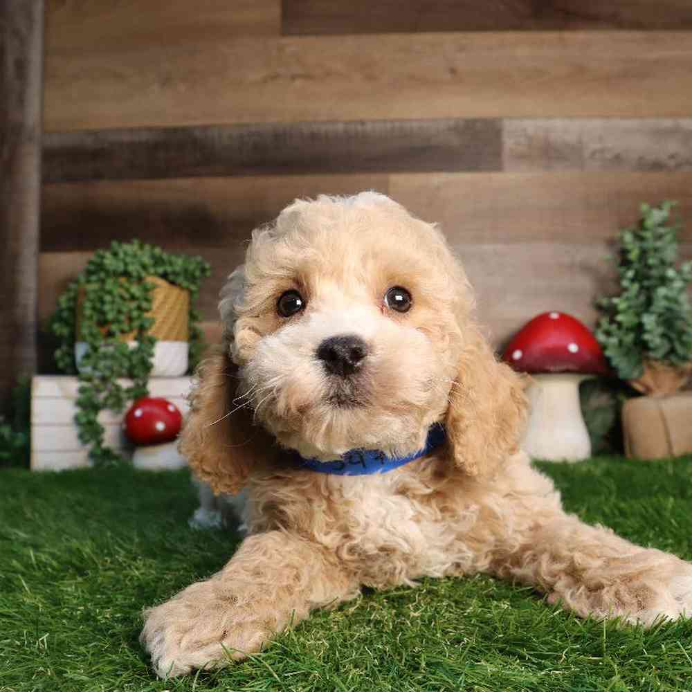 carousel pet images