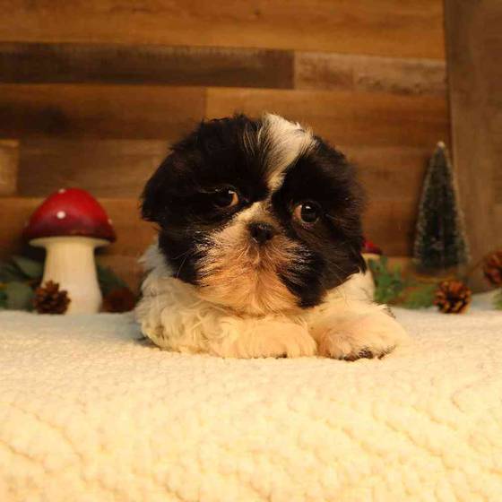 ロッド Shih Tzu4 ロッド Shih Tzu4 ロッド Shih Tzu4 スティーズ（ベイトキャスティング