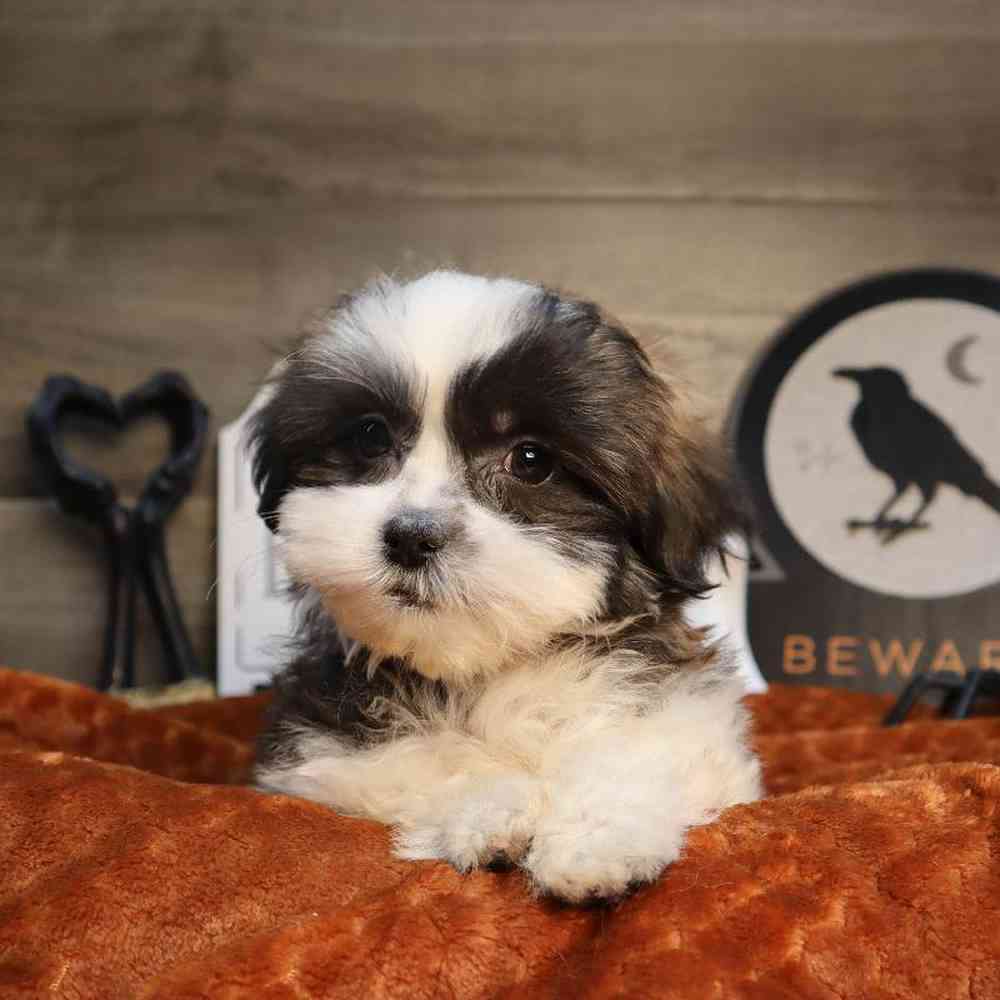 carousel pet images