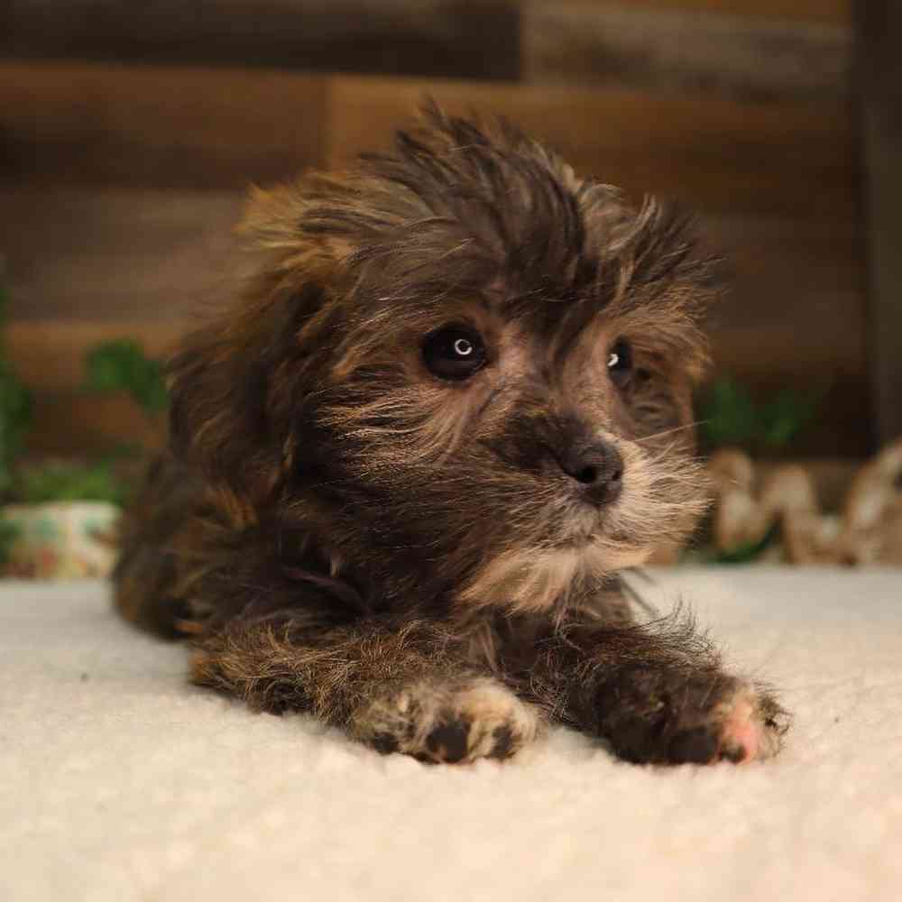 Female Shorkie Puppy for Sale in Blaine, MN