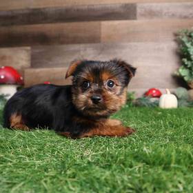 Yorkshire Terrier