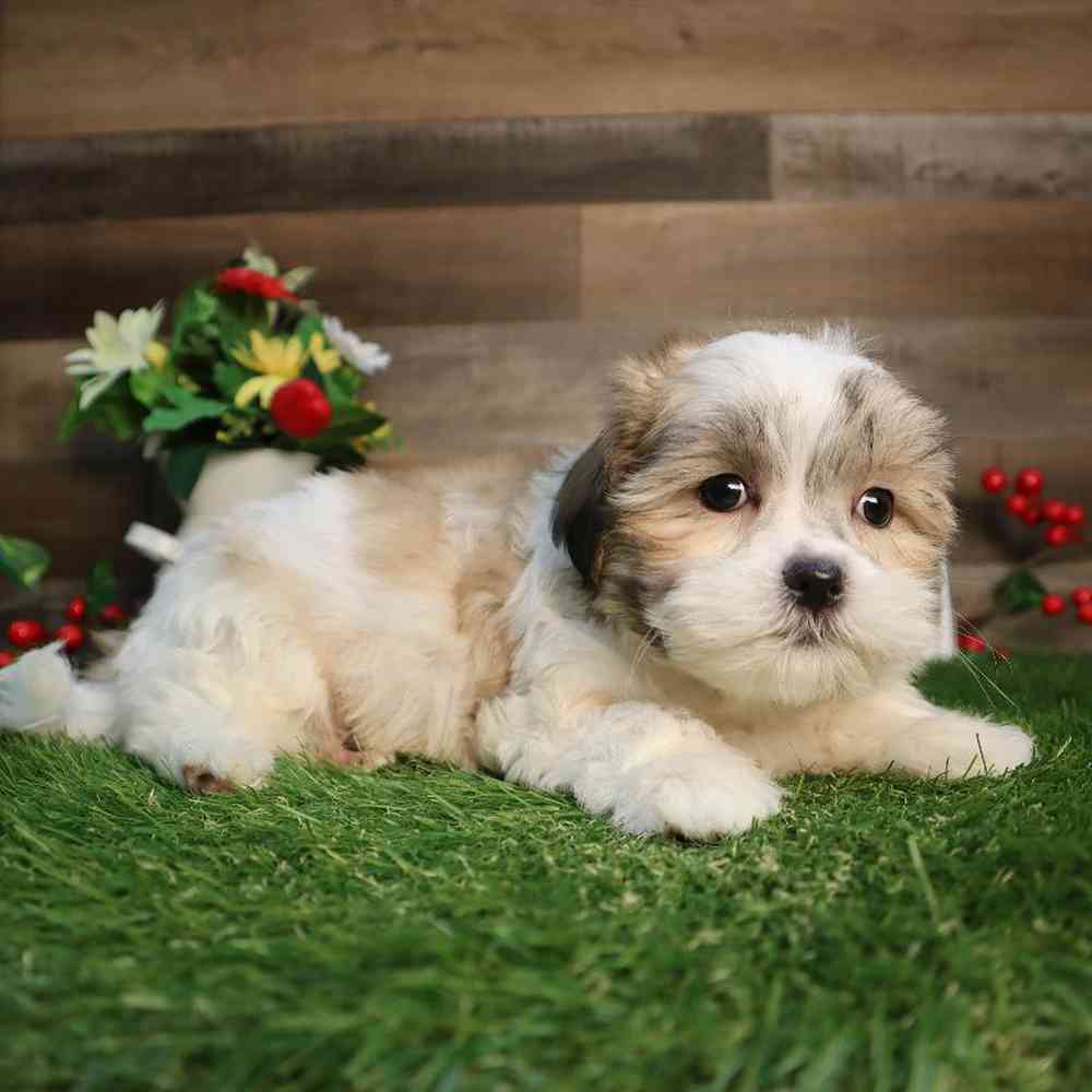 carousel pet images