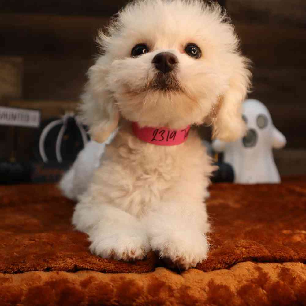 carousel pet images
