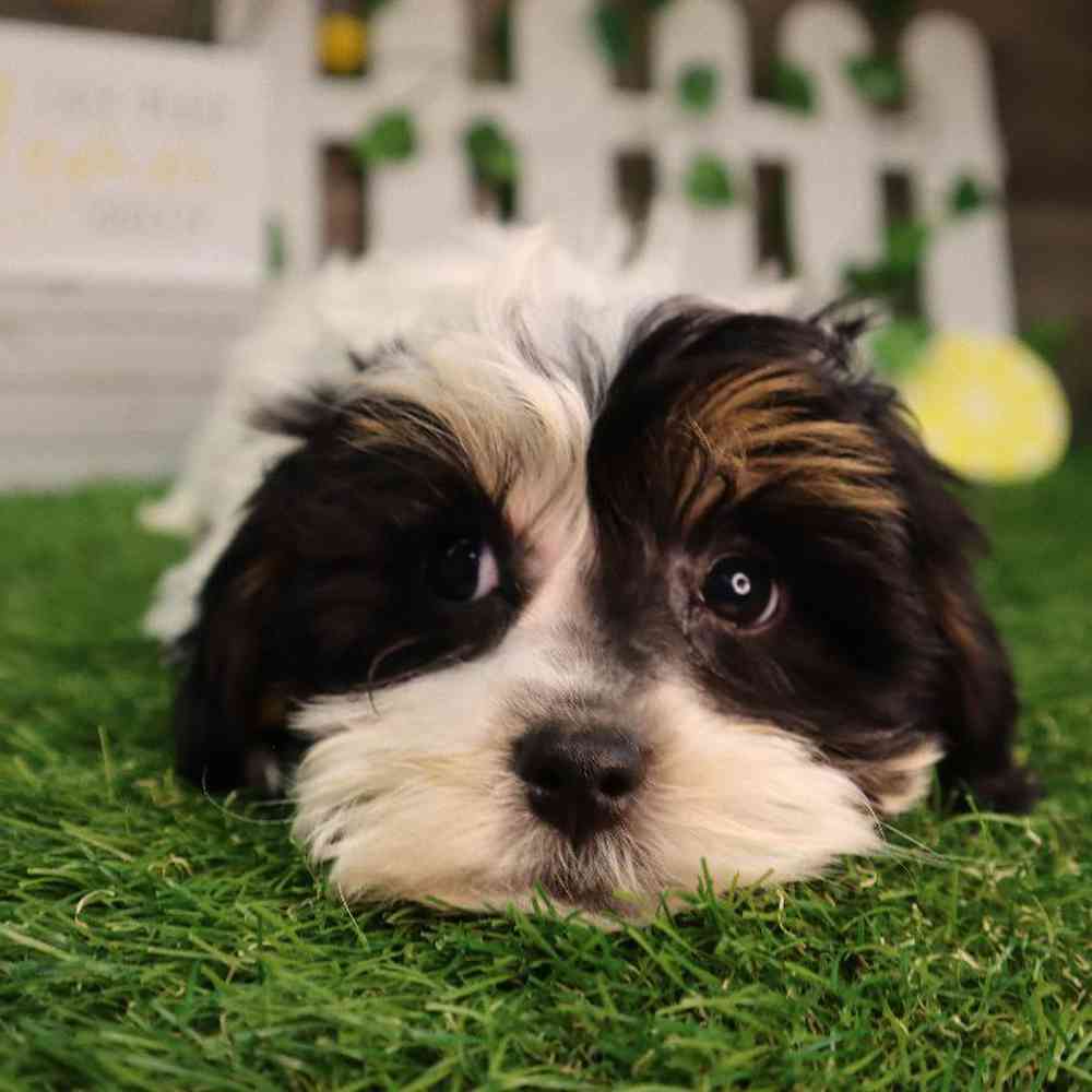 carousel pet images