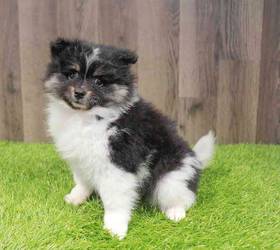 Pomeranian