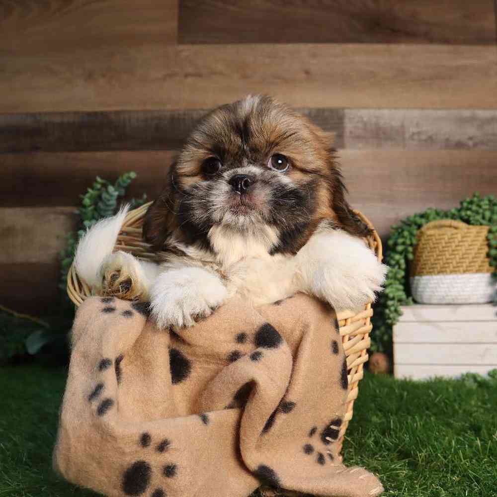 carousel pet images