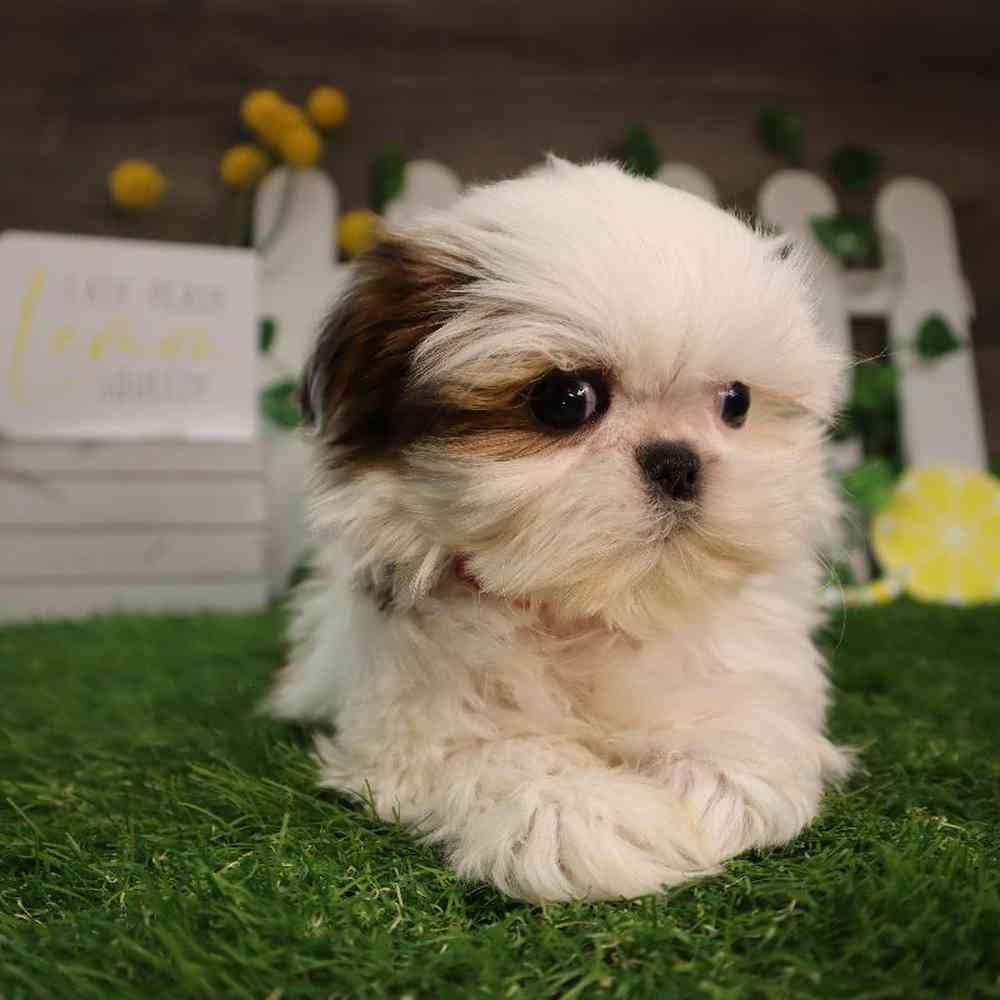 carousel pet images