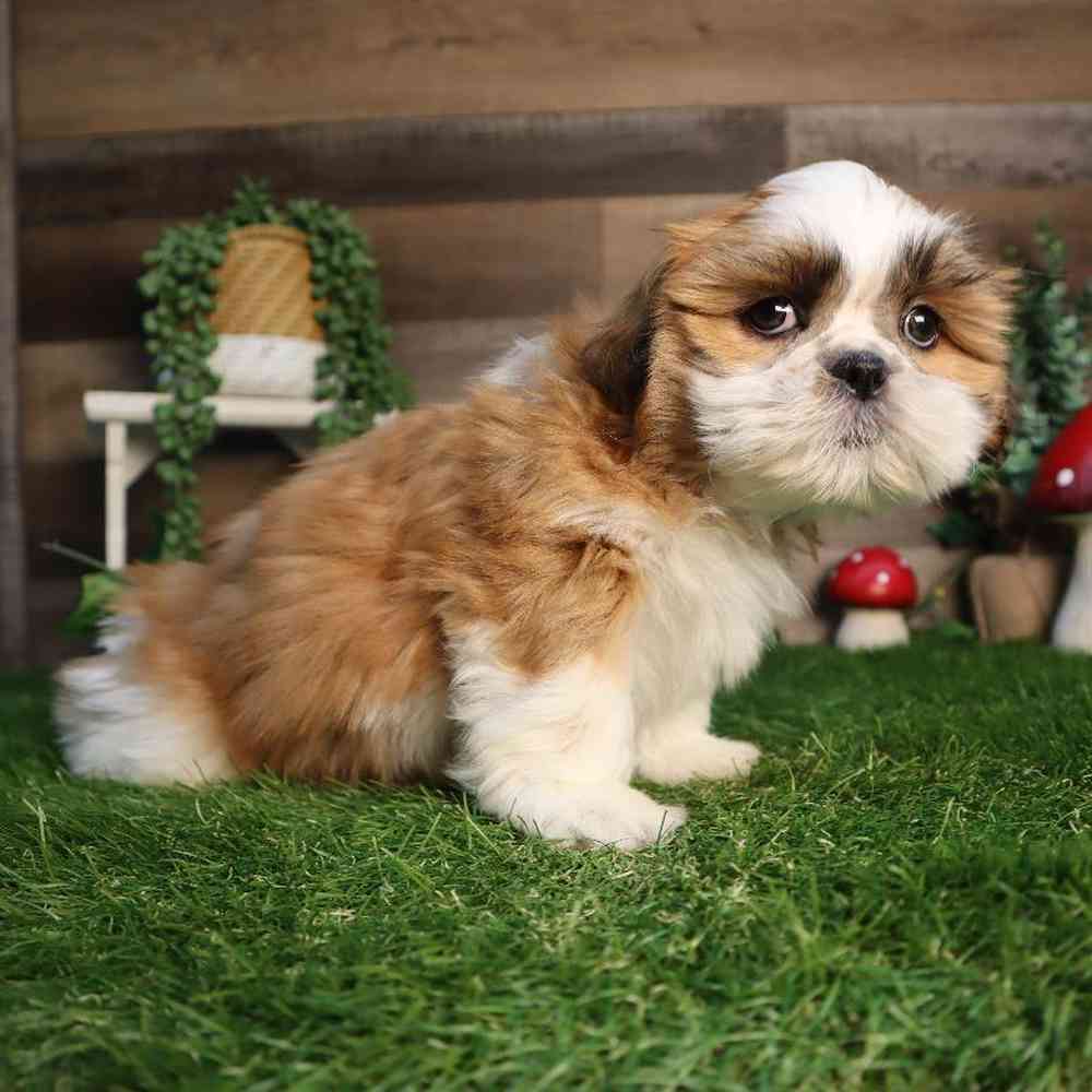 carousel pet images