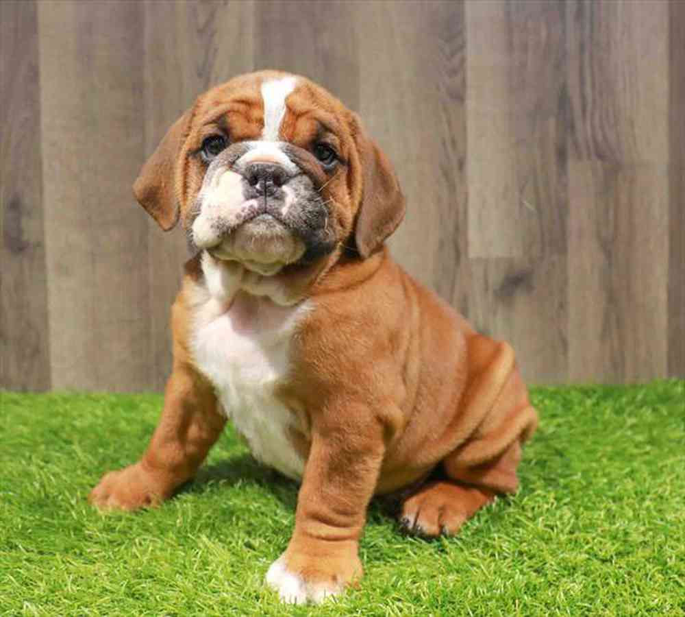 carousel pet images