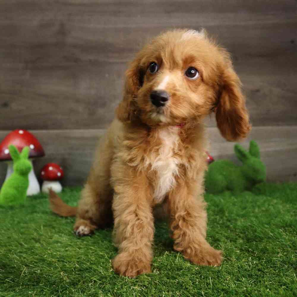 carousel pet images