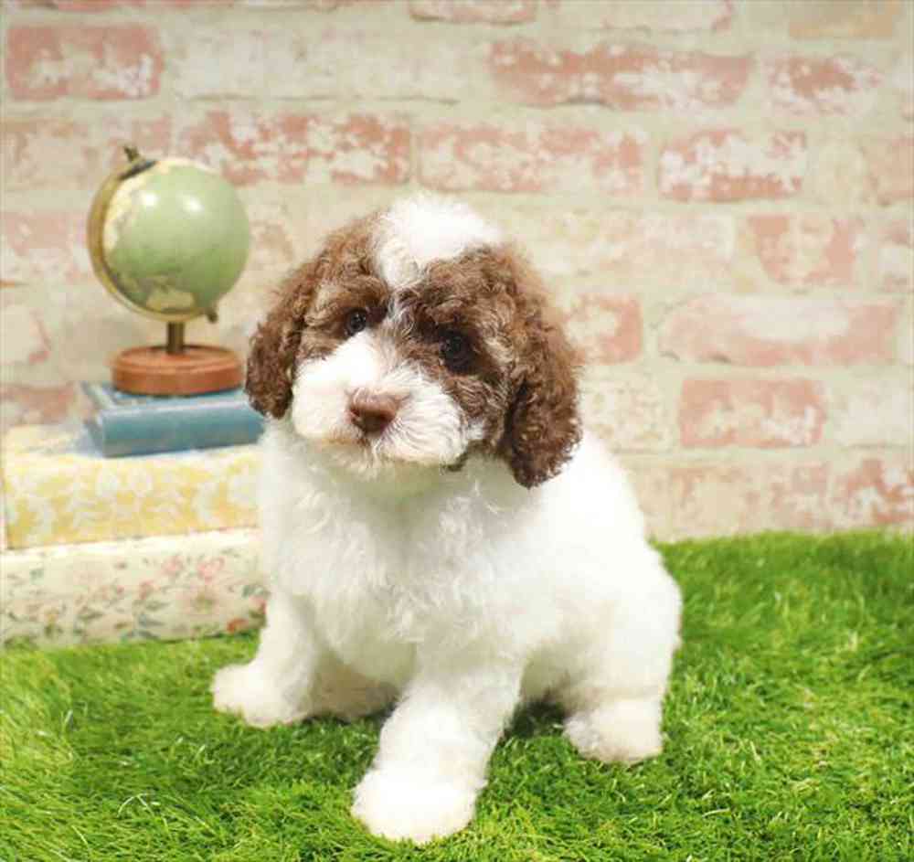 carousel pet images