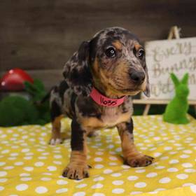 Dachshund