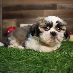 Shih Tzu