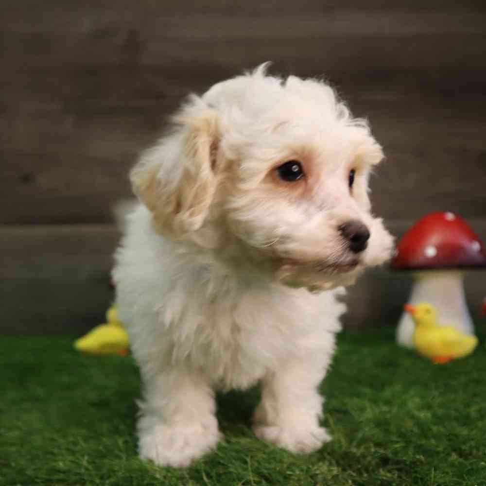 Male Bichon Frise Puppy for Sale in Blaine, MN