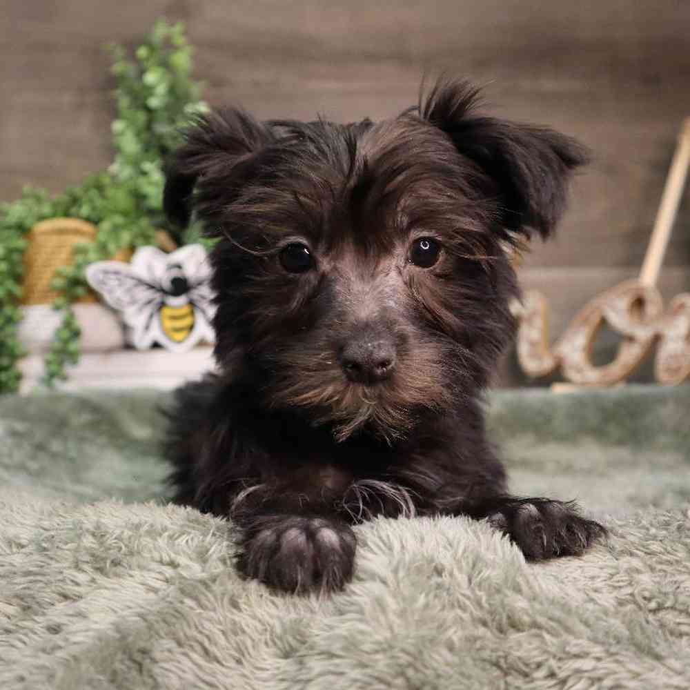 Male Morkie Puppy for Sale in Blaine, MN