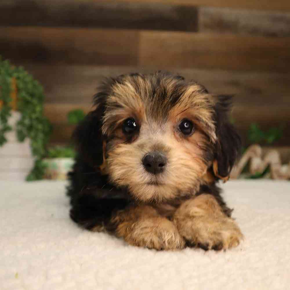 Female Morkie Puppy for Sale in Blaine, MN